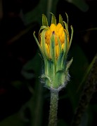 Agoseris retorsa 18-9273